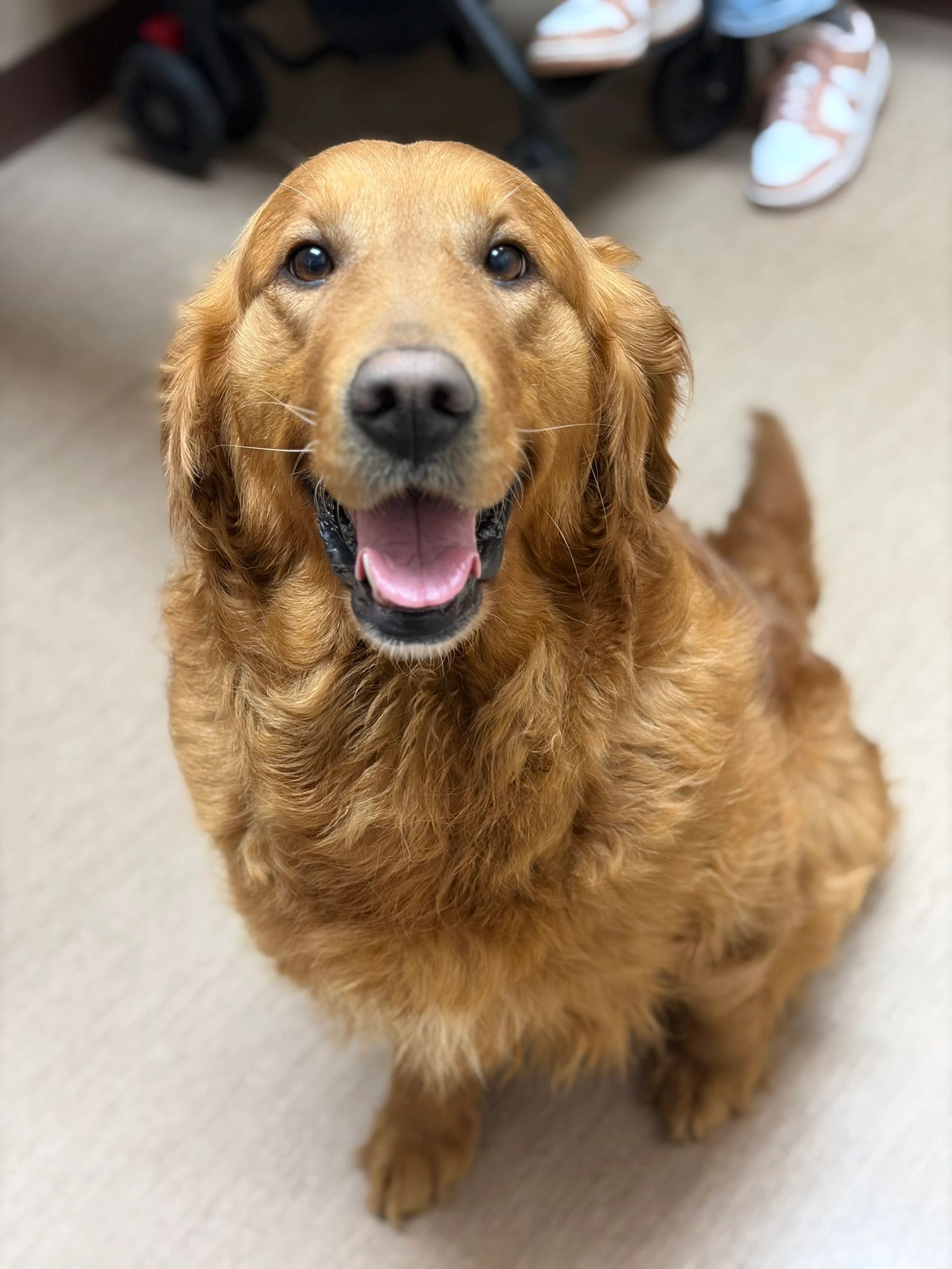 Happy golden retriever sitting indoors.