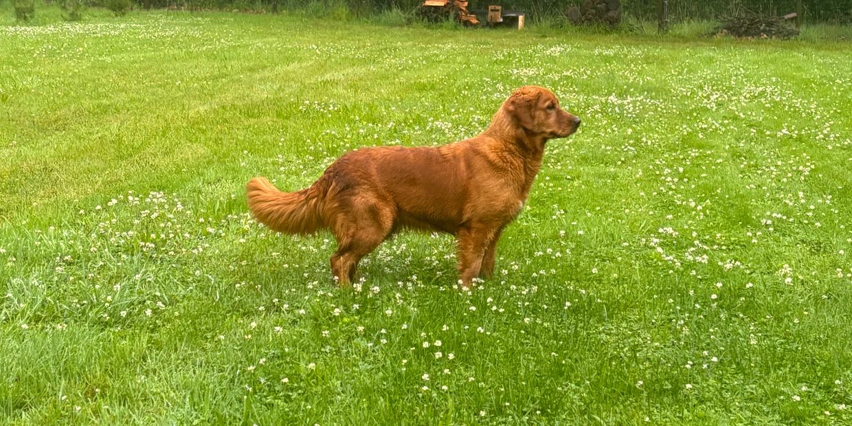 Golden retriever stands alert in a grassy field with white flowers.