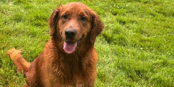 Happy golden retriever sitting on grass.