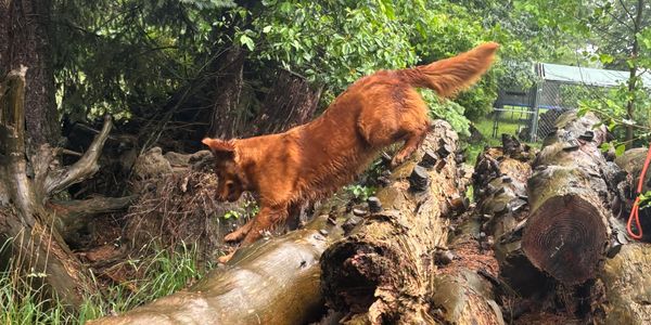A dog jumping between logs in a forested area.