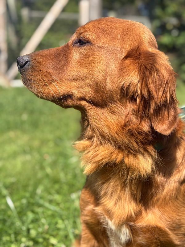 Golden retriever in profile with a calm expression.