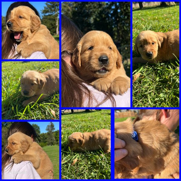 Adorable golden retriever puppy enjoying cuddles and outdoor play.