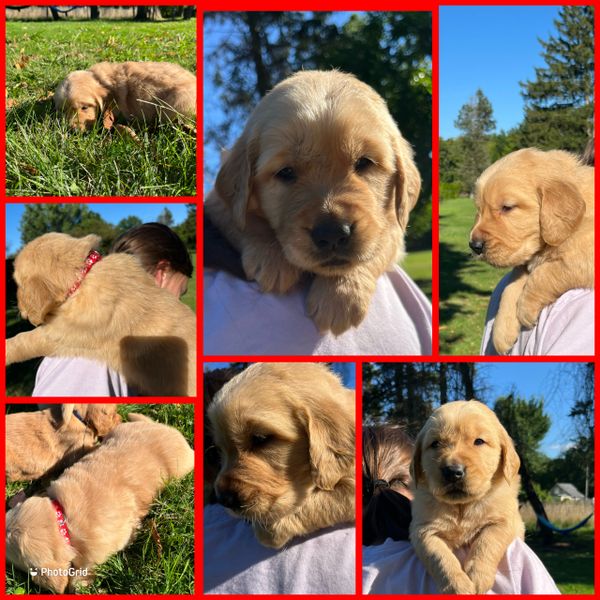 A collage of adorable golden retriever puppies enjoying outdoor time on a sunny day.