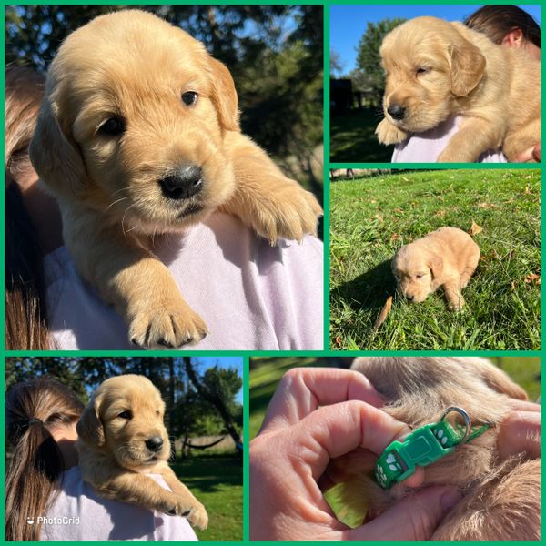 Adorable golden retriever puppy in various poses outdoors.
