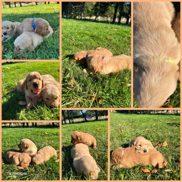 Adorable golden retriever puppies playing and resting on green grass outdoors.