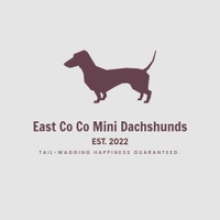 East co co mini dachshunds Est.2022