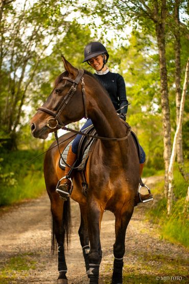 Hest foto