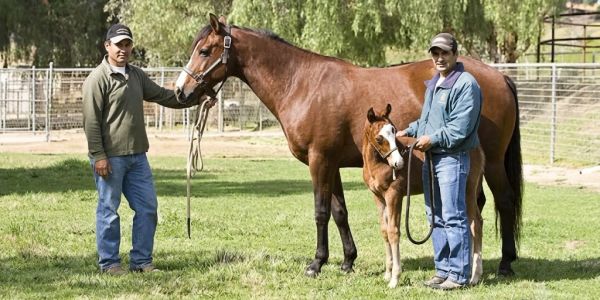 Two men standing with a horse and its foal on a grassy field.