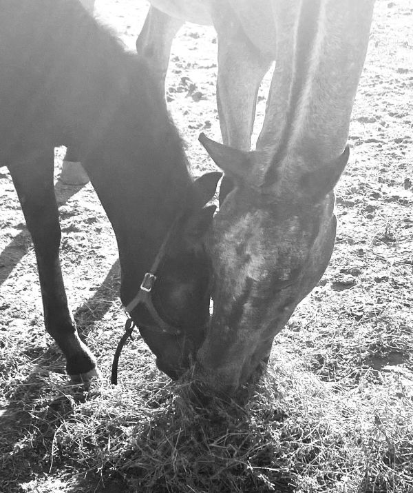Two horses eating hay side by side in a sunlit field.