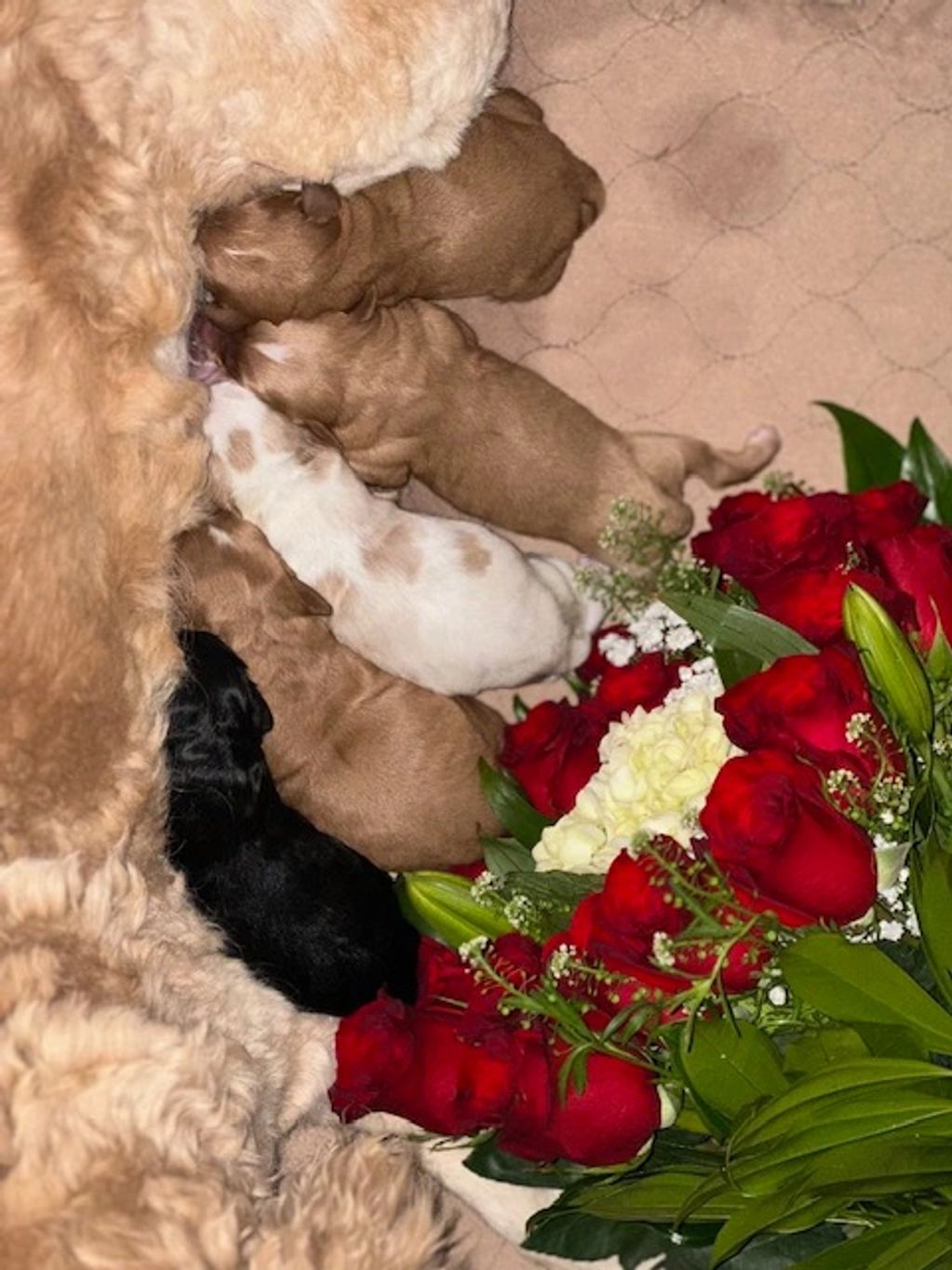 Five newborn puppies nursing from their mother, lying next to a bouquet of roses.