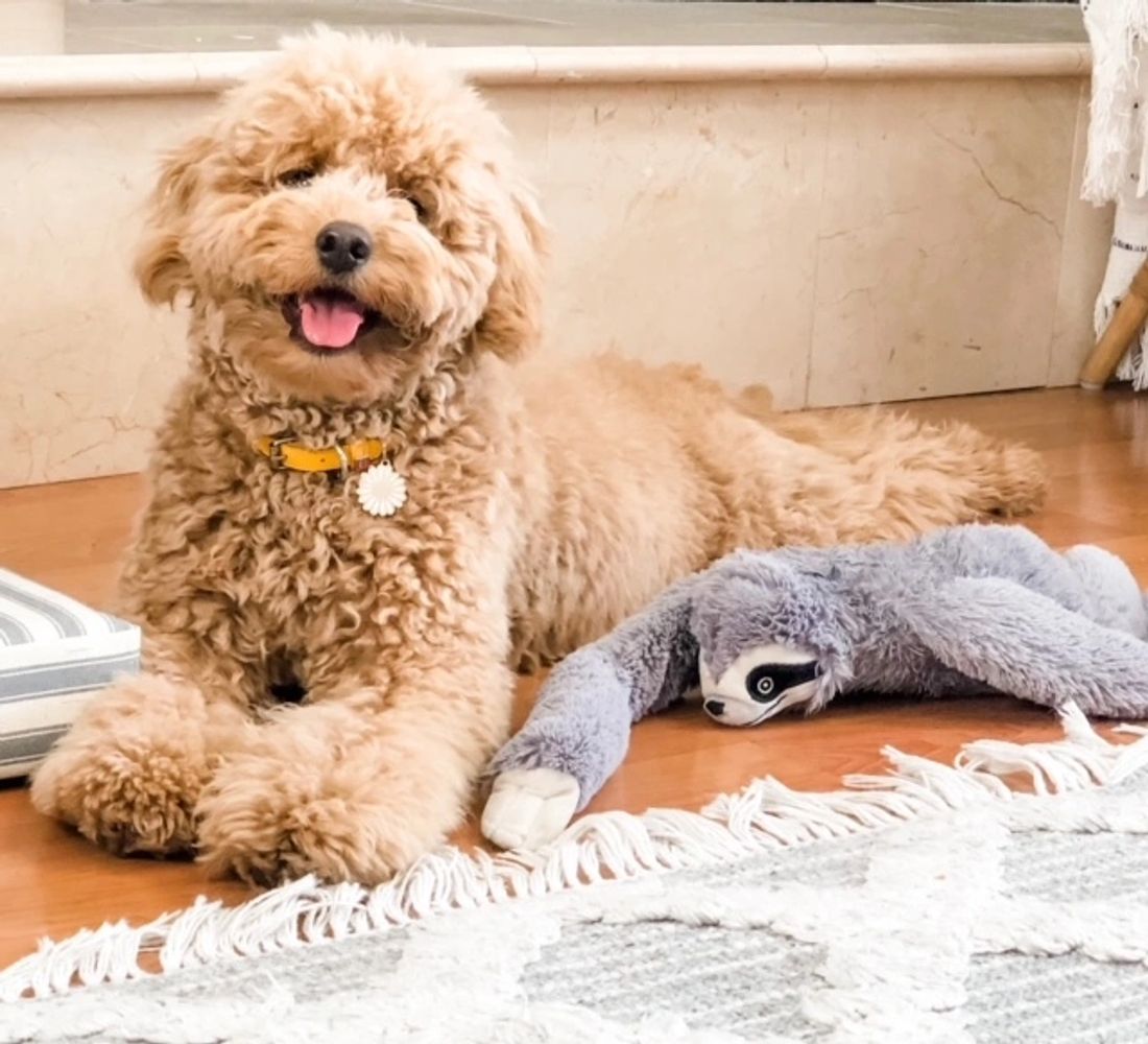 Fluffy light brown dog lying on the floor with a stuffed sloth toy.