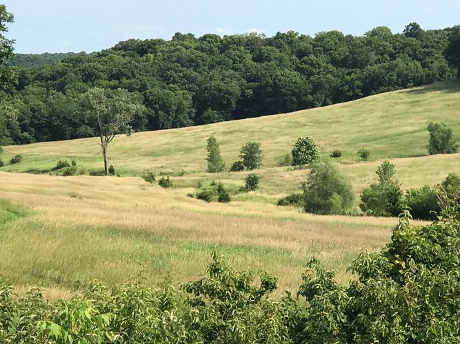 35th Road Meadow near Lawrence Kansas