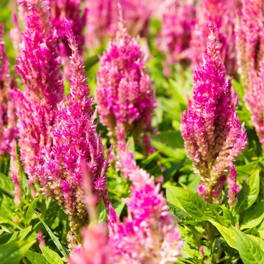 Pink Flamingo Celosia Pink Flamingo Celosia