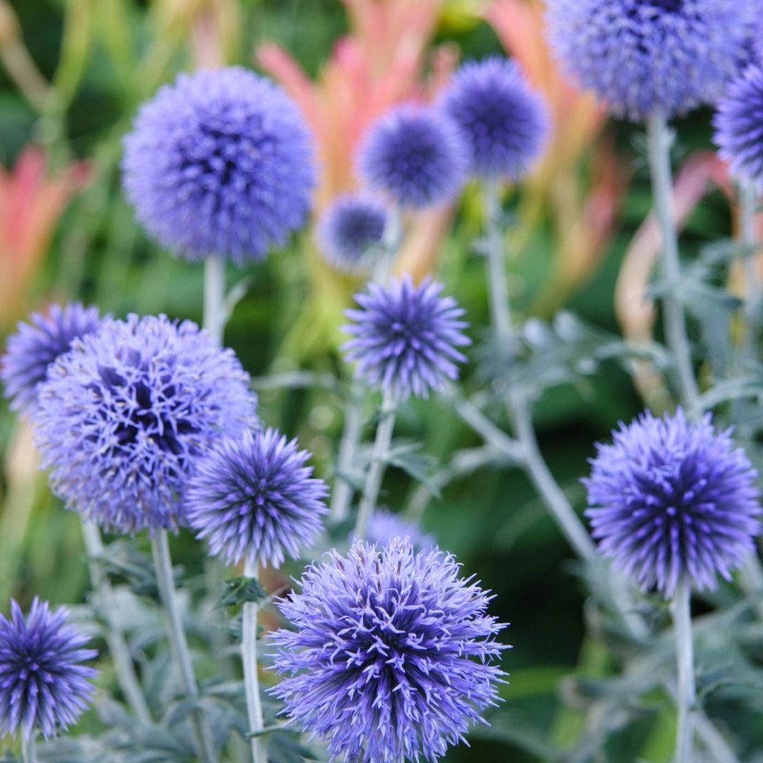 Globe Thistle or Echinops Globe Thistle or Echinops