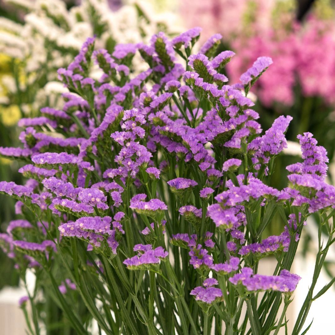 Purple Statice flower Purple Statice flower