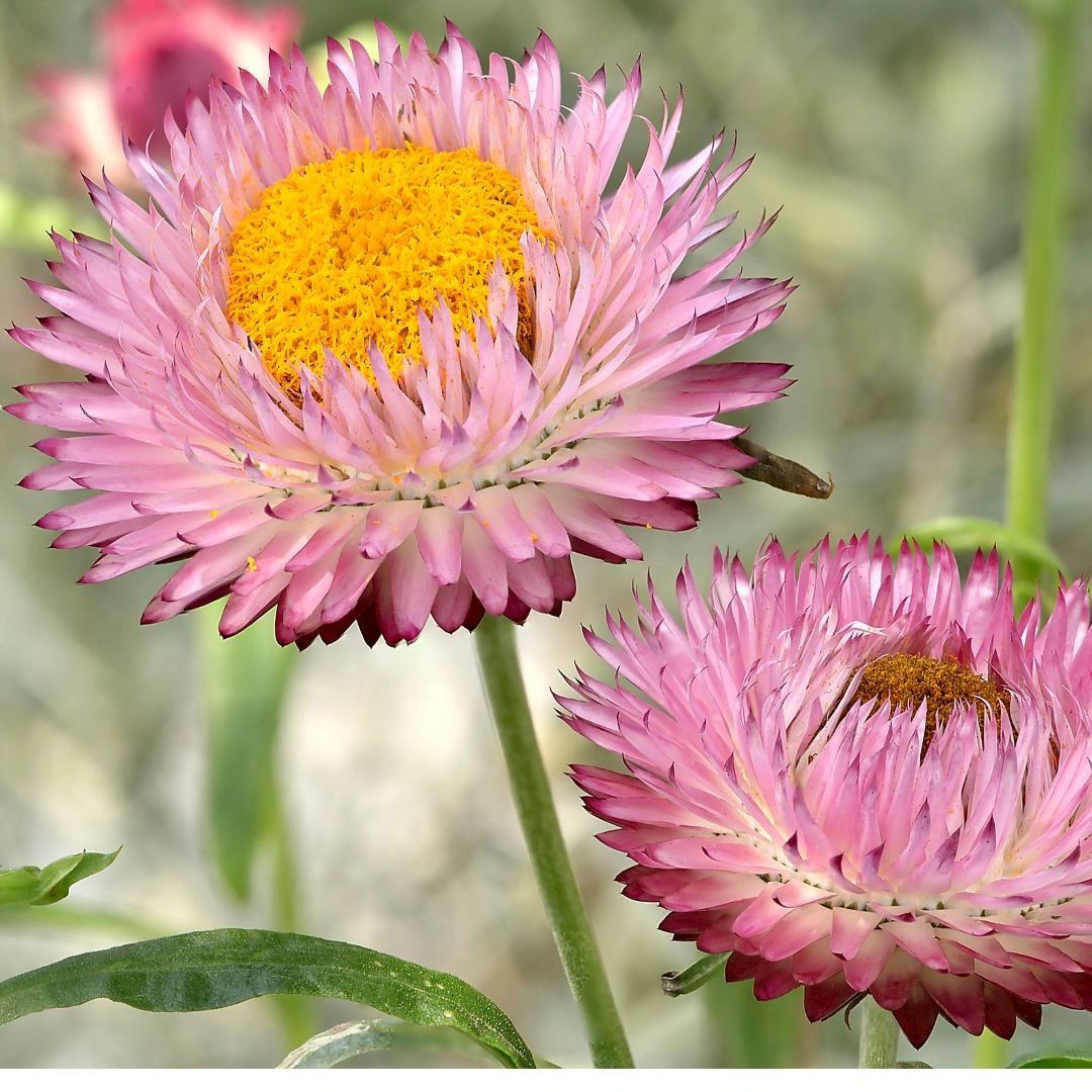 dusty pink strawflower dusty pink strawflower