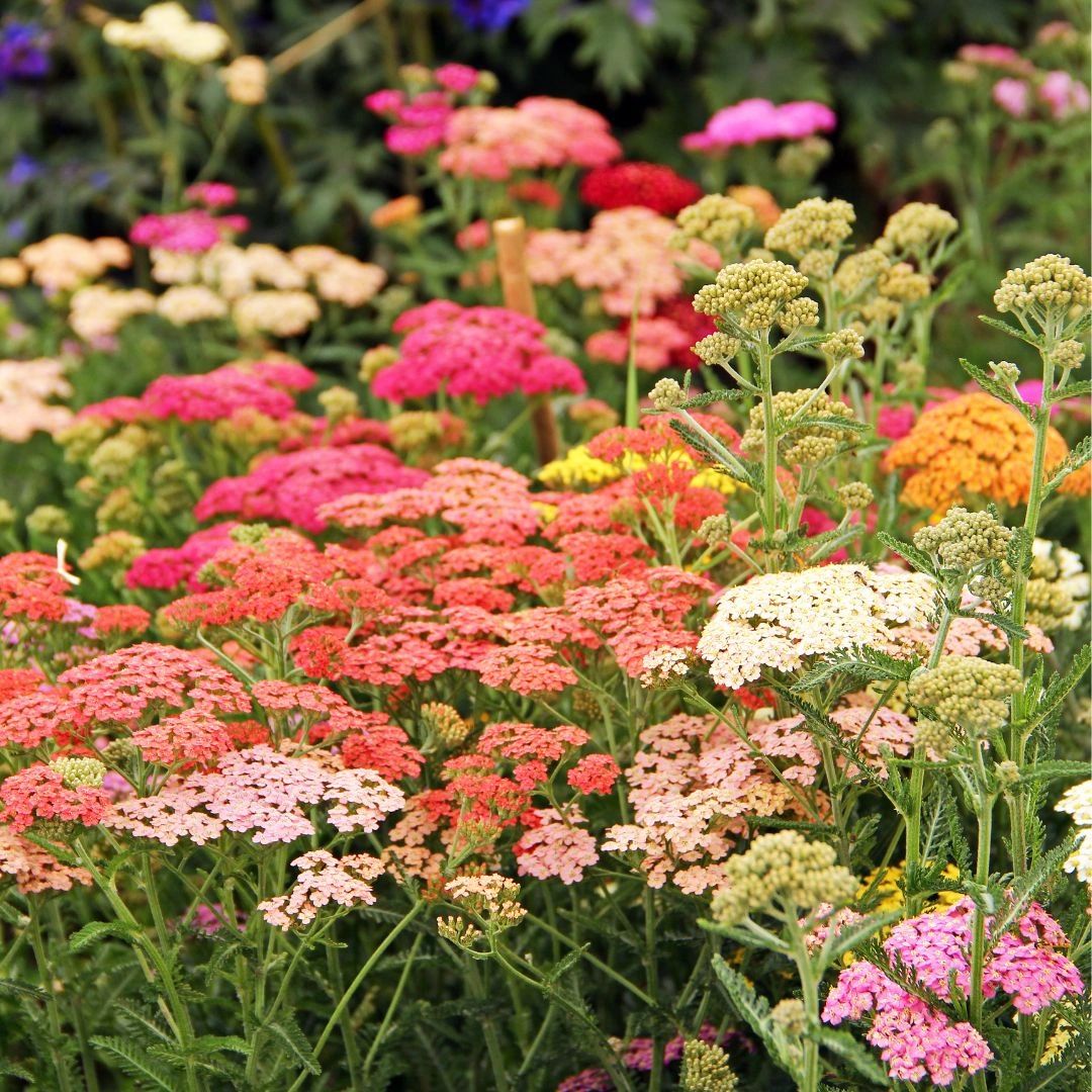 Pastel Yarrow or Achillea in field Pastel Yarrow or Achillea in field