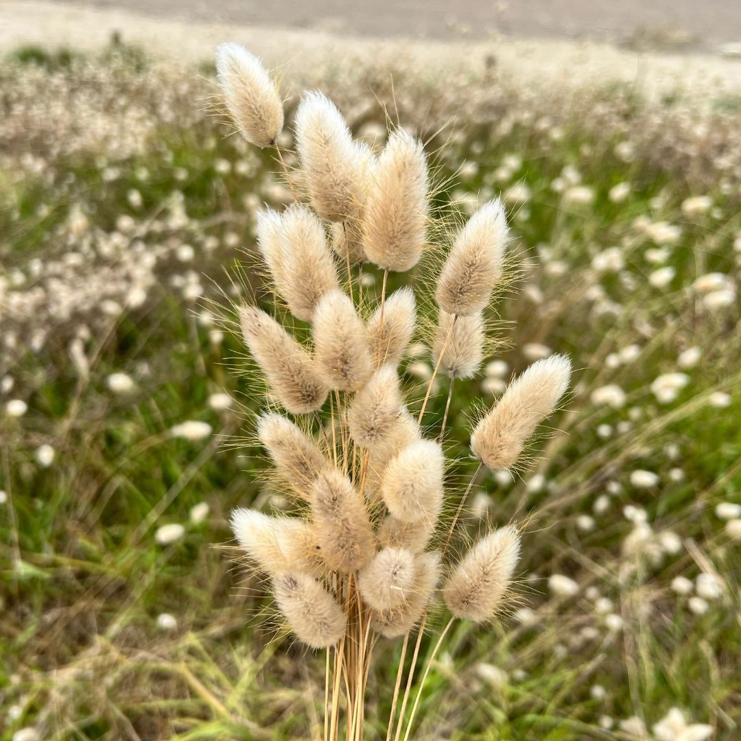 Bunnytail grass in a field Bunnytail grass in a field