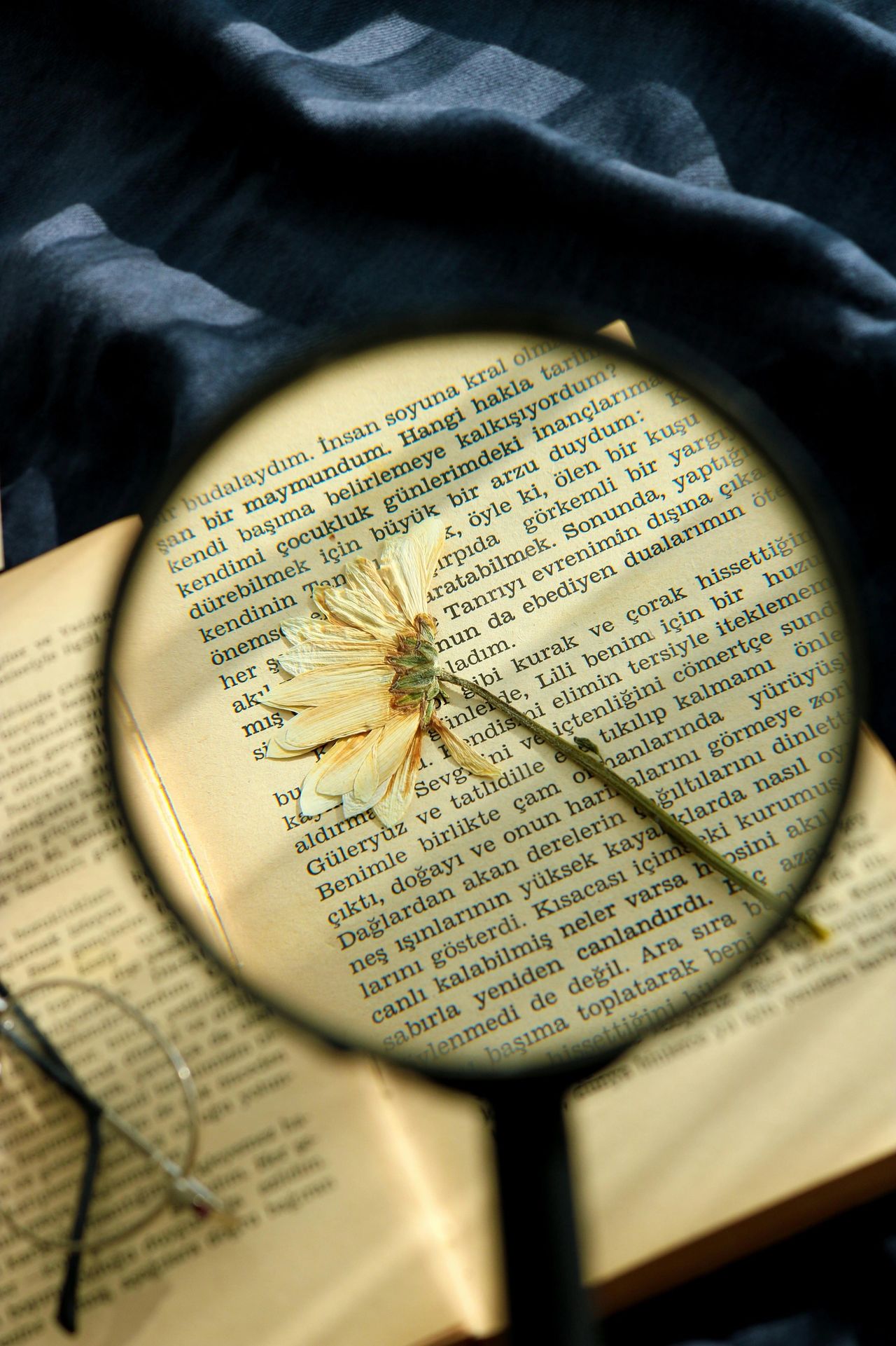 a-white-flower-on-a-book-page a-white-flower-on-a-book-page