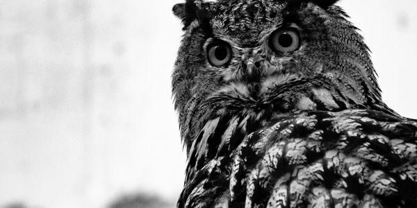 Black and white close-up of an owl's intense gaze.