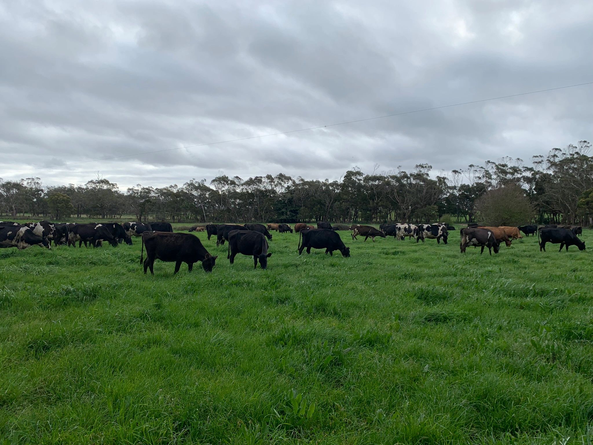 Milk Supply - swdl.com.au