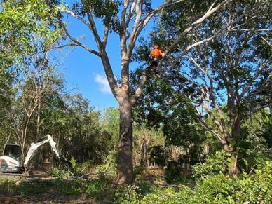 tree removal to clear land