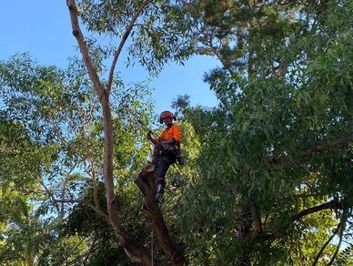 land clearing