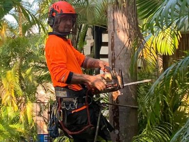 pruning in  Darwin 