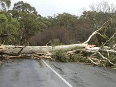 emergency tree work