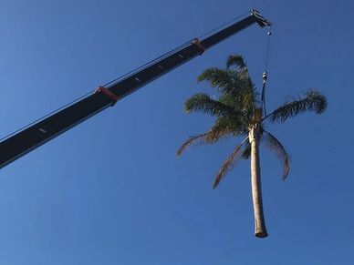 crane tree removal