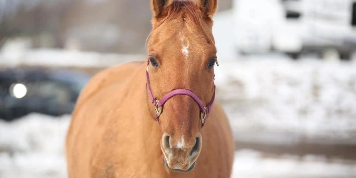 About Hunters Glen Farms