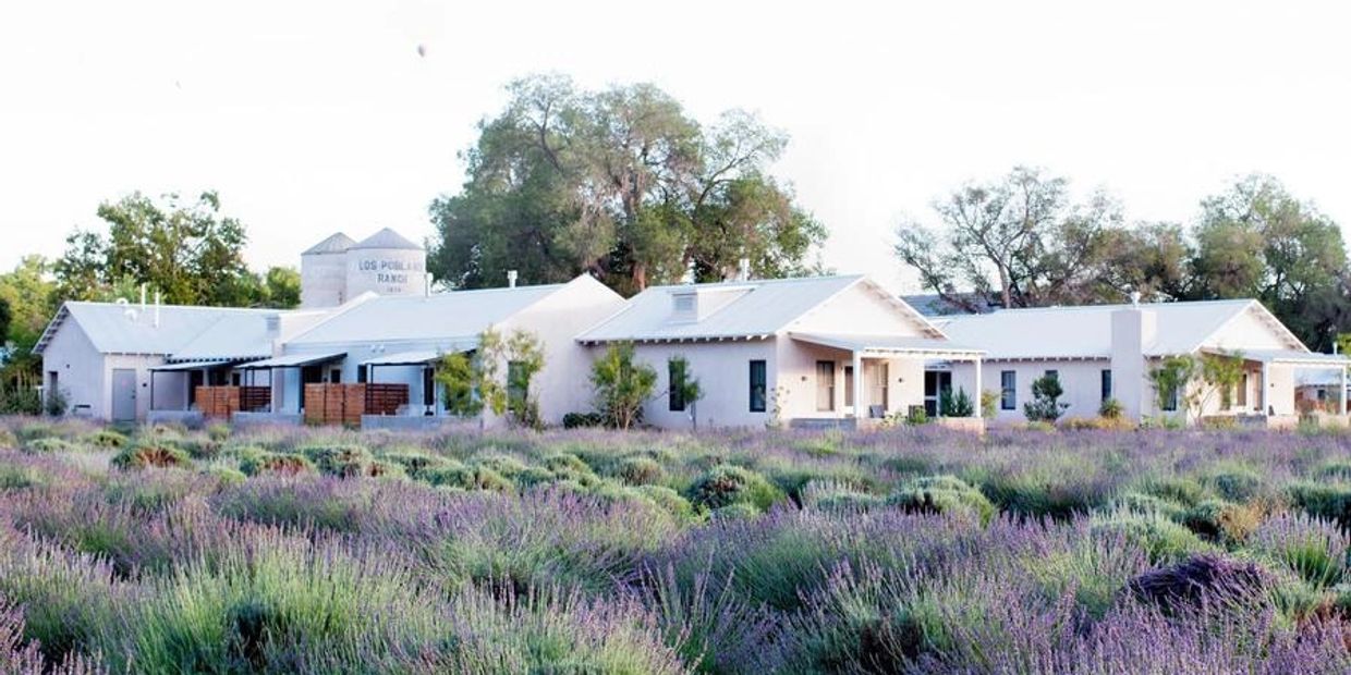 Lavender field with ranch house in background.