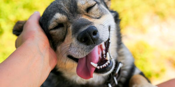 Smiling dog being petted