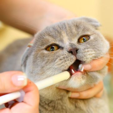 Cat getting medications 