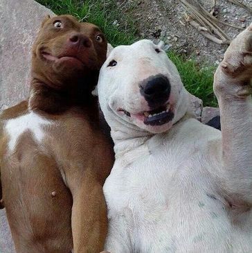 Two dogs smiling on their backs