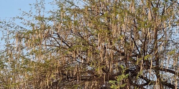 Prickly acacia tree produces hundreds of thousands of seeds and spreads 15% per year