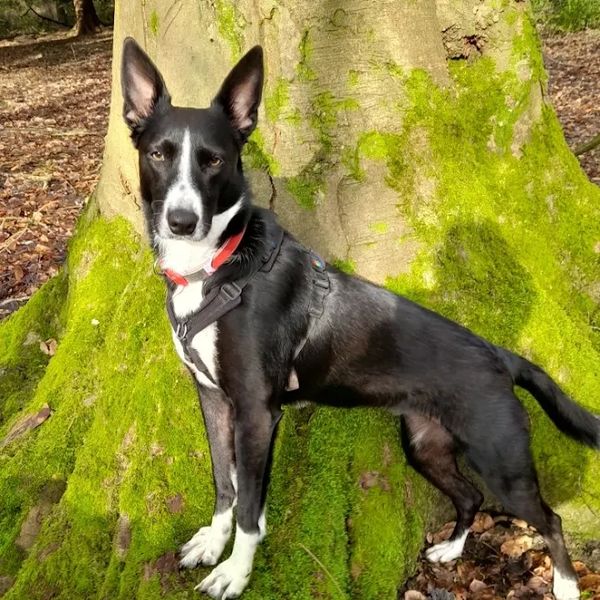 Luna a collie cross with a sensitive gut and a histamine clearance issue.