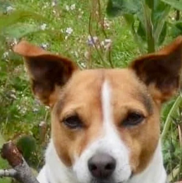 The dogs kitchen helped Morris, a Jack Russel Terrier diagnosed with cancer  and kidney disease.