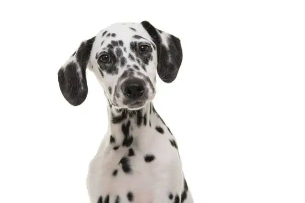 Low Purine Dog Food: Its Not Always What It Seems