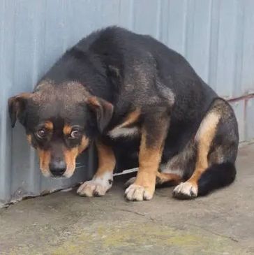 A pound dog cowering