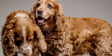 Jo's Beloved cocker spaniels who inspire Jo to help pet parents to support their dogs nutrition.