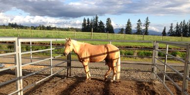 horses at Ernst Ranch receive the best full care boarding available