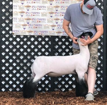 Ring Help out of Mayo Club Lambs
Dam: Casanova x Polar Vortex (Up The Limit Sister)