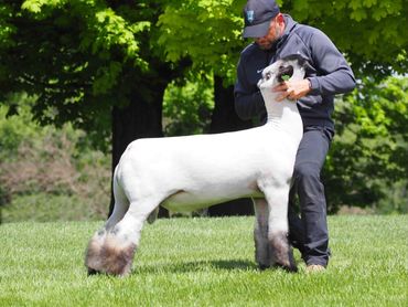 Alpha King out of Wheaton Hampshires

Pedigree Information: The Future x Saban (’22 Supreme Ewe NAIL