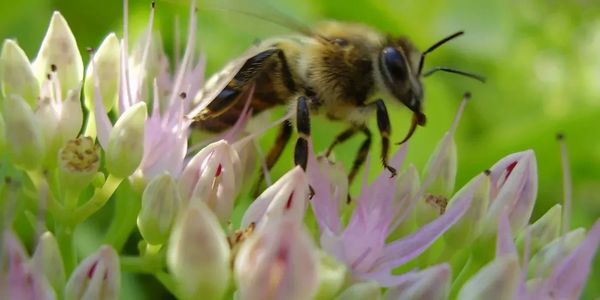 Close-up of a bee on pink and white flowers.