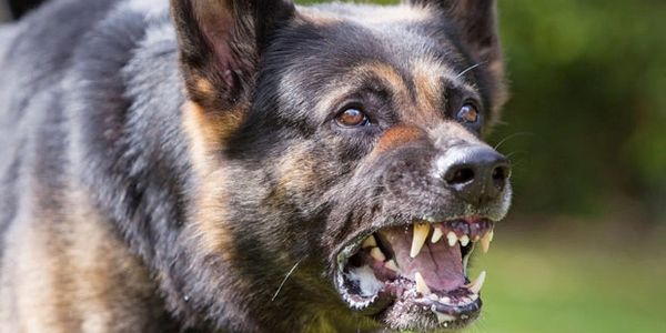 Abogado de Mordidas de Perro, Mordidas de Perros