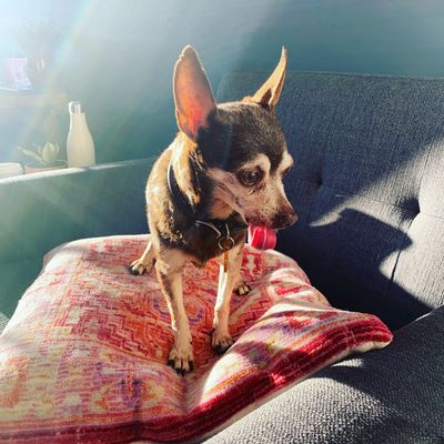 Small dog sitting on a colorful pillow on a couch with sunlight.