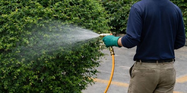 Arborist performing IPM visit — monitoring ornamental shrubs for early pest signs and applying organ