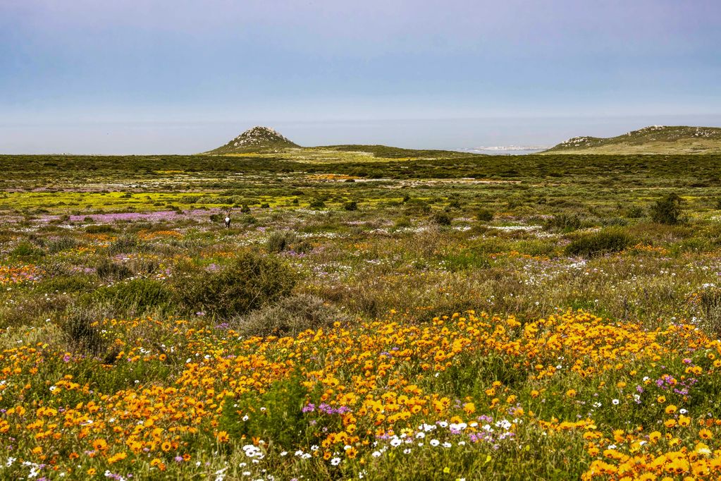 Vibrant wildflower field with green hills and a clear sky.
