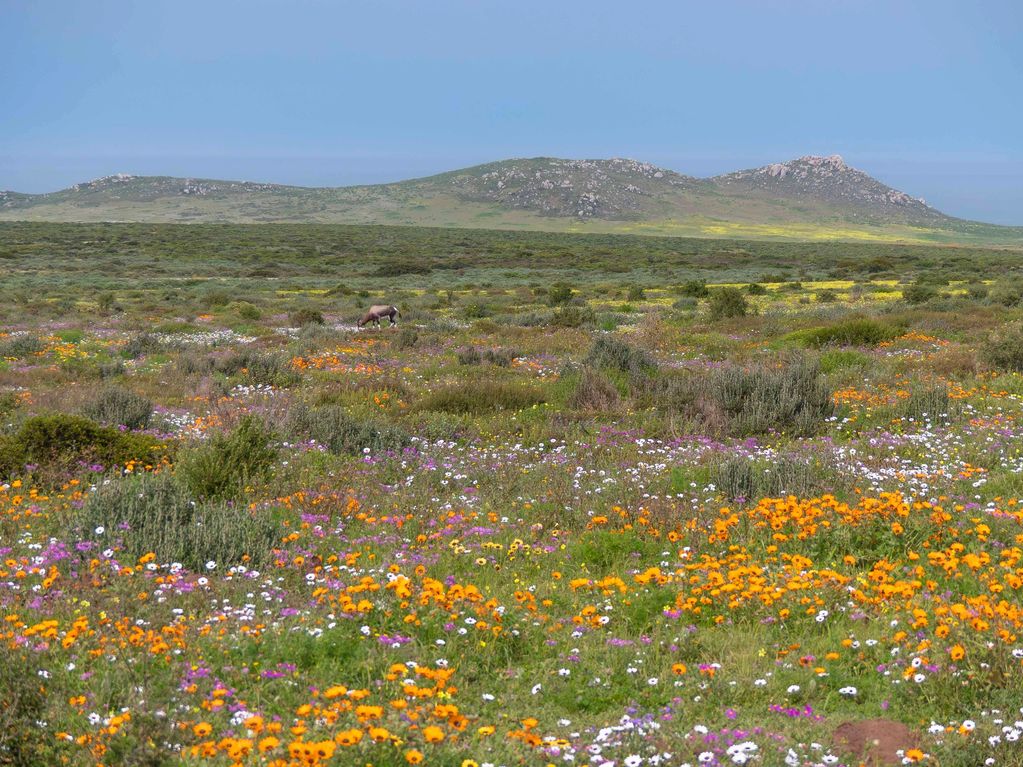 Vibrant wildflower field with a lone grazing animal and distant hills under clear blue sky.